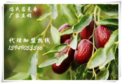 TǼҗȫļM
