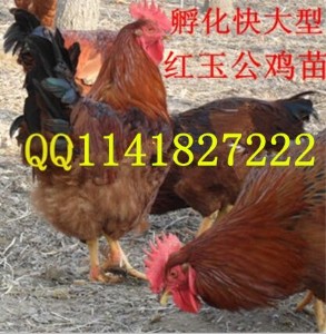 tur(ji) tuDƬ tuƷN