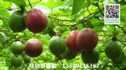 ϾϾl(f)rNVԽϰa(chn)