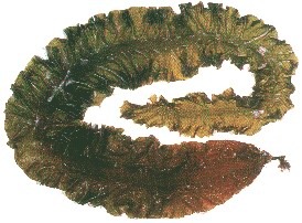 ȡsws