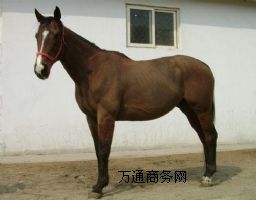NRB(yng)ֳNRB(yng)ֳNRB(yng)ֳNRB(yng)ֳg(sh)