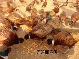 Ʒ߲ɽuҰul(f)