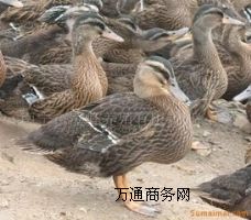 ҰB(yng)ֳ(chng)Ұחll(f)