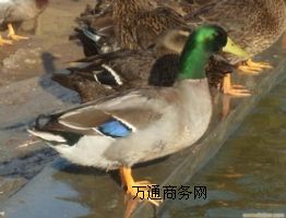 L(zhng)ҰB(yng)ֳ(chng)ҰwԼҰחll(f)