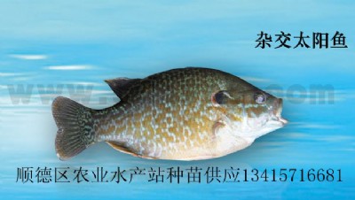s̫~߅̫~硢̫~