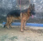 ȮB(yng)ֳ(chng)