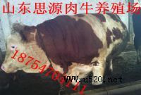 B(yng)ţ,B(yng)ţ,˼ԴI(y),ػʍuţB(yng)ֳ(D)