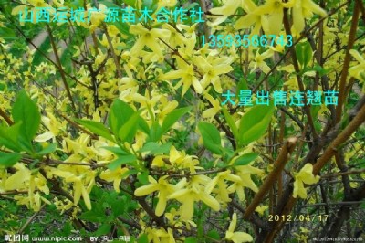 BNˎBN