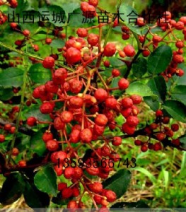 硢1