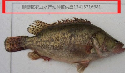 ~磬Z~~~~