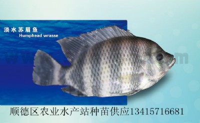 ˮKü~Kü