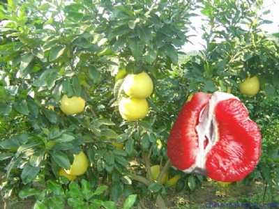 ļtrļtc(din)