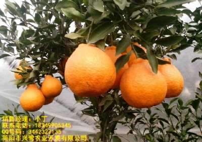 ָ̘ָ̘޽ӣָ̘r(ji)