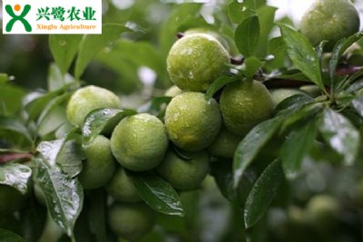 綨ֲrںͷ