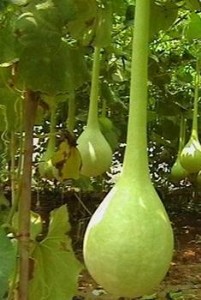 ^pJN   LJԲʺJ
