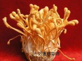 (yng)(yu)|(zh)xxa(chn)Sx؃r(ji)