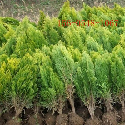 (yng)1.2-1.5ׂ(c)؎l(f)؛-2ׂ(c)3ׂ(c)؈(bo)